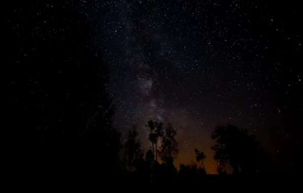 Космос, звезды, деревья, ночь, пространство, млечный путь