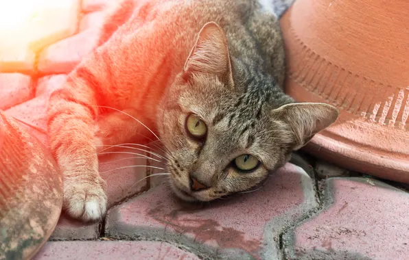 Кошка, кот, взгляд, свет, поза, серый, плитка, лежит