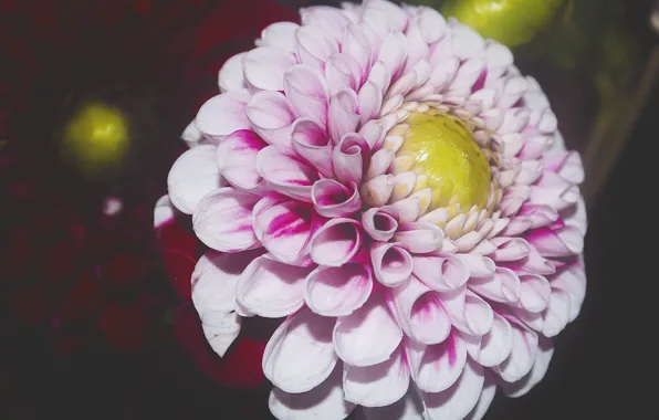 Цветок, макро, цветы, природа, flower, flowers, цветочный, цветочек