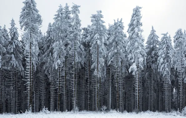 Картинка зима, лес, пейзаж