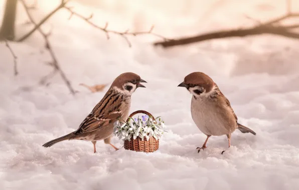 Картинка снег, цветы, птицы, подснежники, корзинка, воробьи, 8 Марта
