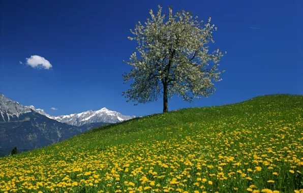 Небо, цветы, горы, дерево, одуванчик, Австрия, луг