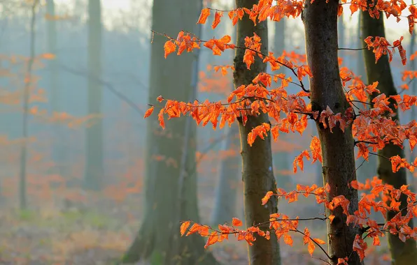 Картинка осень, лес, листья, дерево