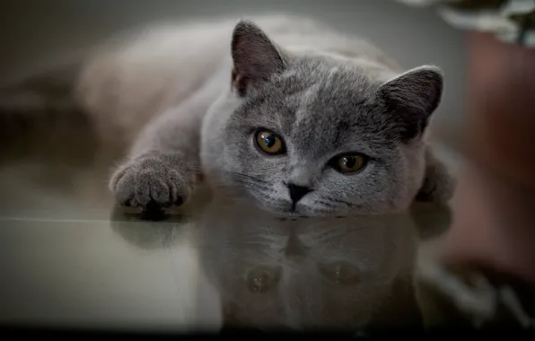 Взгляд, отражение, мордочка, лапка, котейка, Британская короткошёрстная кошка