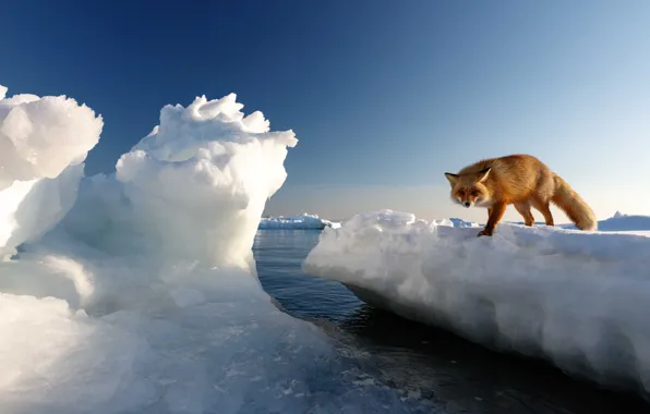 Картинка Вода, Зима, Япония, Снег, Хоккайдо, Лиса, Лед, Japan