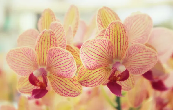Картинка цветы, природа, орхидеи