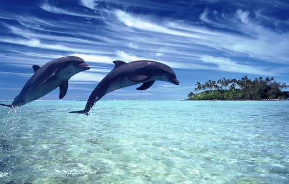 Картинка море, небо, пейзаж, природа, дельфины