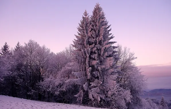Картинка холод, зима, небо, снег, деревья, природа, дерево, холмы