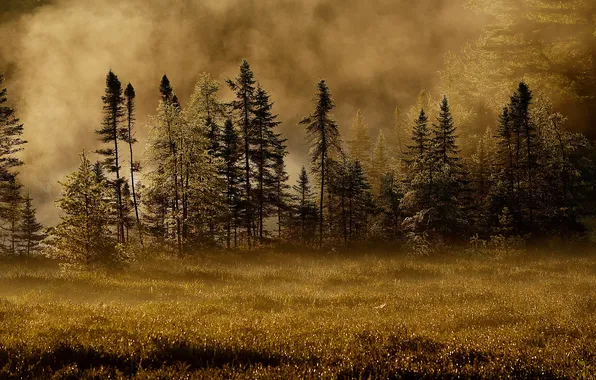 Картинка осень, лес, туман, утро