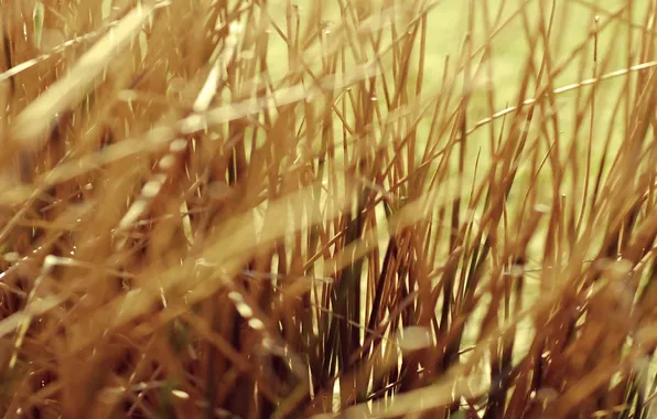 Картинка трава, макро, grass, yellow, желтая, сухая, macro