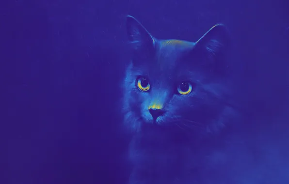Рисунок, Взгляд, Кошка, Кот, Глаза, Фон, Морда, Животное