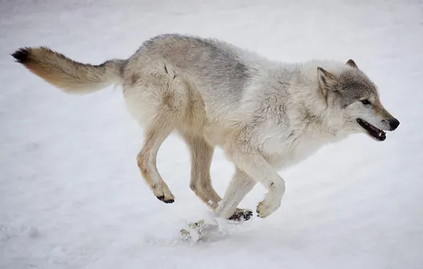Nature, face, animal, wolf, wildlife, head, fur, mammal