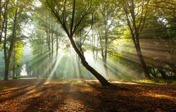 Картинка осень, деревья, парк, утро, Нидерланды, солнечные лучи, опавшая листва