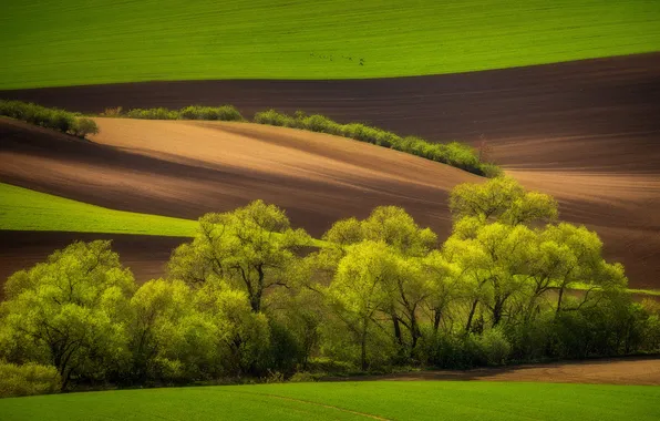 Зелень, деревья, холмы, поля, весна, пашня