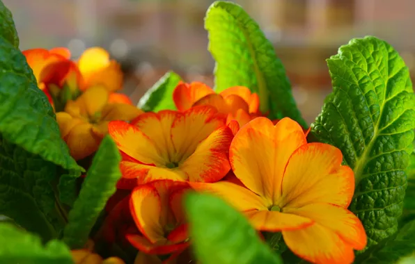 Картинка Весна, Цветочки, Flowers, Spring