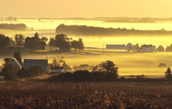 Туман, рассвет, утро, ферма, mist, farms in yellow morning