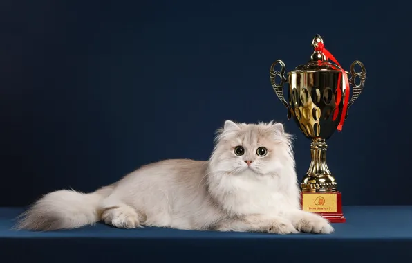 Кошка, кот, взгляд, поза, фон, мордочка, награда, лежит
