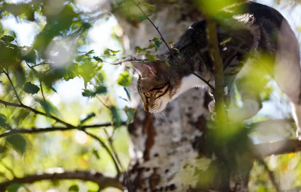 Картинка кошка, взгляд, деревья, ветки, поза, листва, котёнок