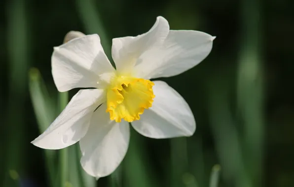 Картинка Весна, Spring, Нарцисс, Narcissus