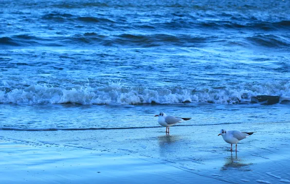 Beach, sea, bird
