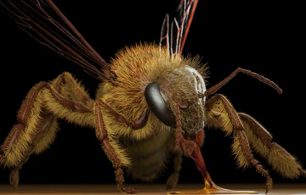 Картинка оса, арт, Eric Keller, Apis mellifera (honey bee)