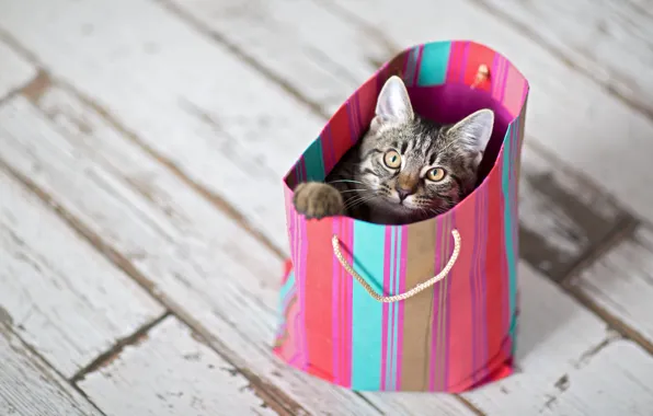 Кошка, кот, взгляд, полоски, котенок, серый, розовый, доски