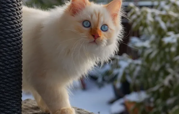Зима, кошка, белый, взгляд, снег, котенок, фон, ель