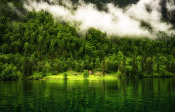 Green, colorful, house, forest, trees, landscape, nature, water
