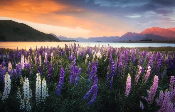 New Zealand, Lake Tekapo, Lupins