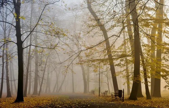 Осень, лес, деревья, ветки, туман, парк, листва, желтые листья
