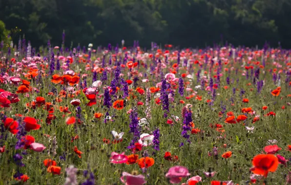 Поле, лето, цветы