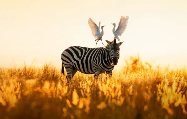 Картинка птицы, природа, зебра, Африка, ЮАР, египетская цапля, Rietvlei Nature Reserve