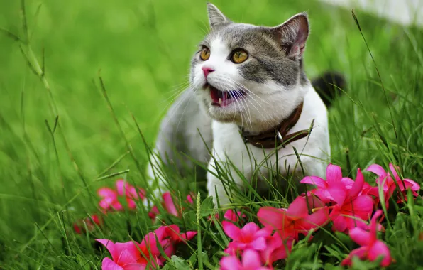 Зелень, кошка, трава, кот, цветы, природа, котенок, серый