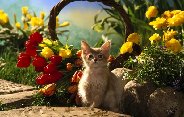 Кошка, кот, цветы, котенок, корзина, тюльпаны, cat