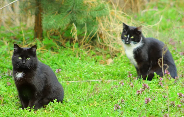 Black, cat, two, meadow