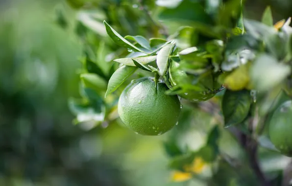 Green, fruit, plant