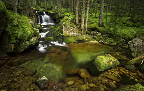 Картинка Green, forrest, Lazar Ioan Ovidiu