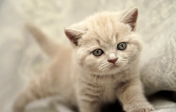 Кошка, взгляд, поза, котенок, серый, лапки, малыш, мордашка