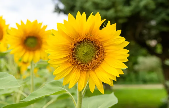 Field, Flowers, Yellow, bokeh, Macro, Sunflowers