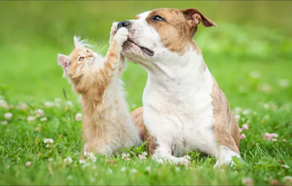 Game, cat, dog, two, animal, friendship