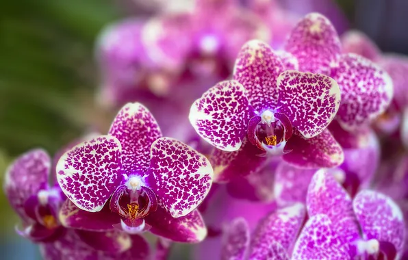 Цветы, цветение, сиреневая, орхидея, flowers, Orchid, violet, bloom