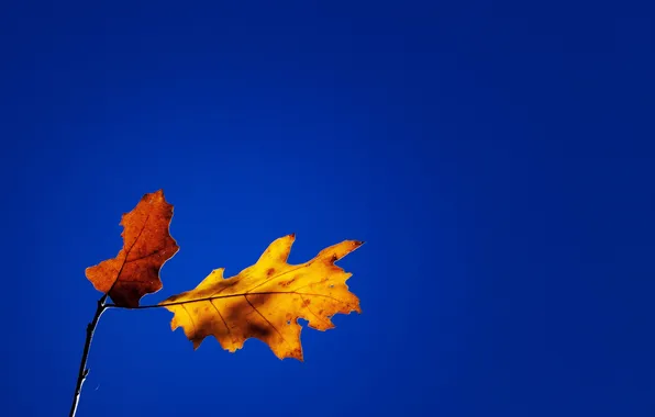 Картинка осень, небо, листья, природа, ветка