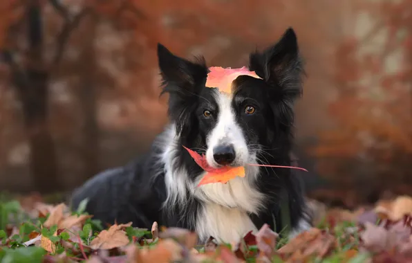 Картинка осень, взгляд, листья, собака, Бордер-колли