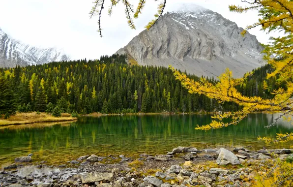 Картинка осень, лес, горы, ветки, озеро, Канада, Альберта, Alberta