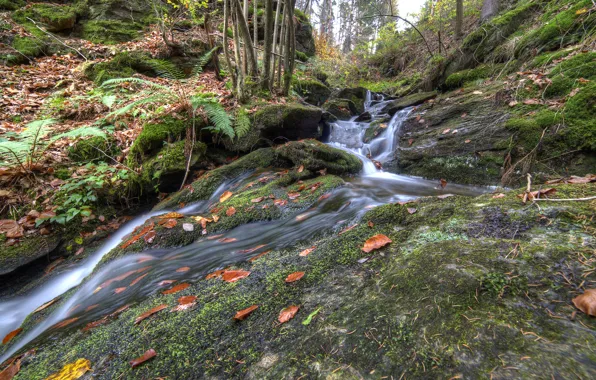 Осень, лес, деревья, ручей, склон