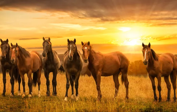 Картинка закат, кони, лошади, луг