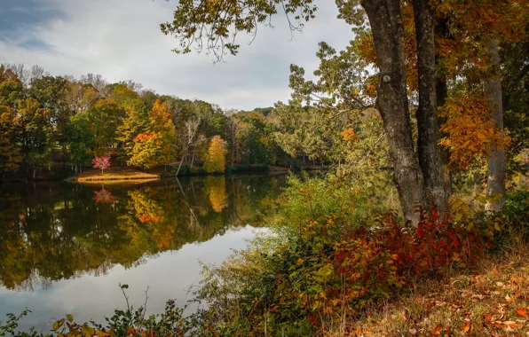 Осень, лес, листья, деревья, озеро, желтые, США, Virginia