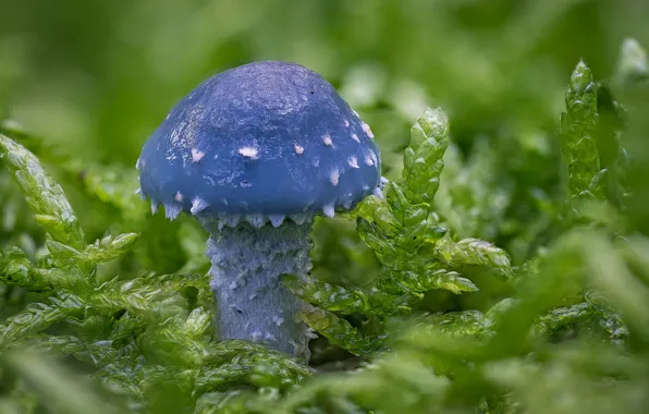 Макро, гриб, мох, Строфария сине-зелёная