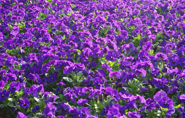 Свет, цветы, поляна, весна, анютины глазки, клумба, лужайка, много