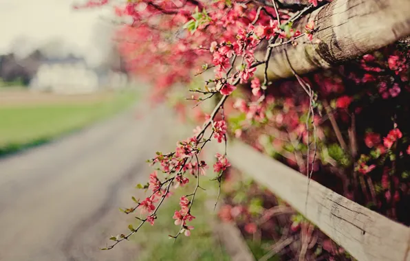 Цветы, природа, веточка, розовый, забор, фокус, весна, ограда